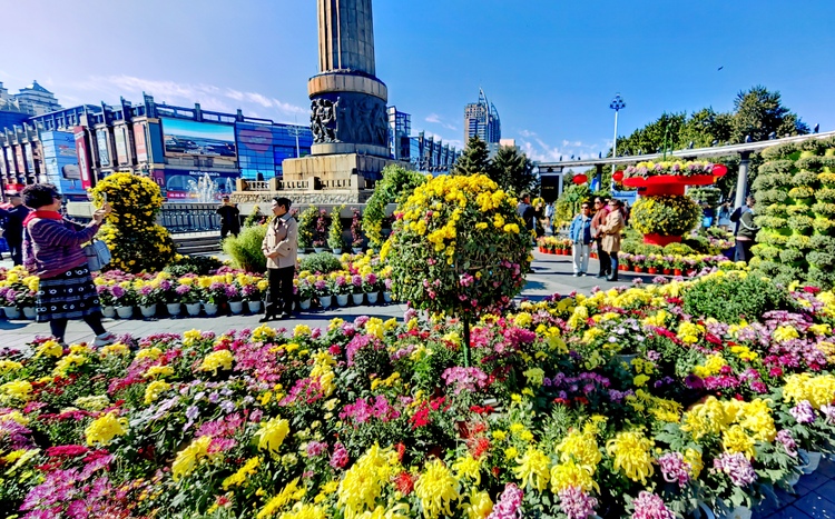 醉龙江丨迎国庆 菊花扮美松花江畔