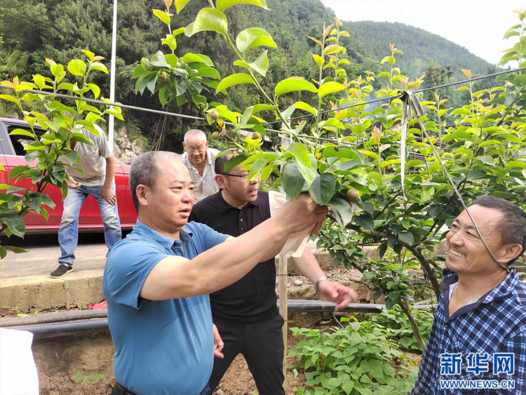 重庆巫山：小小秋月梨长成乡村振兴“金果果”