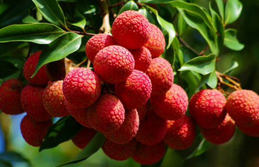 杨贵妃和北京白领 谁吃到的荔枝更新鲜？