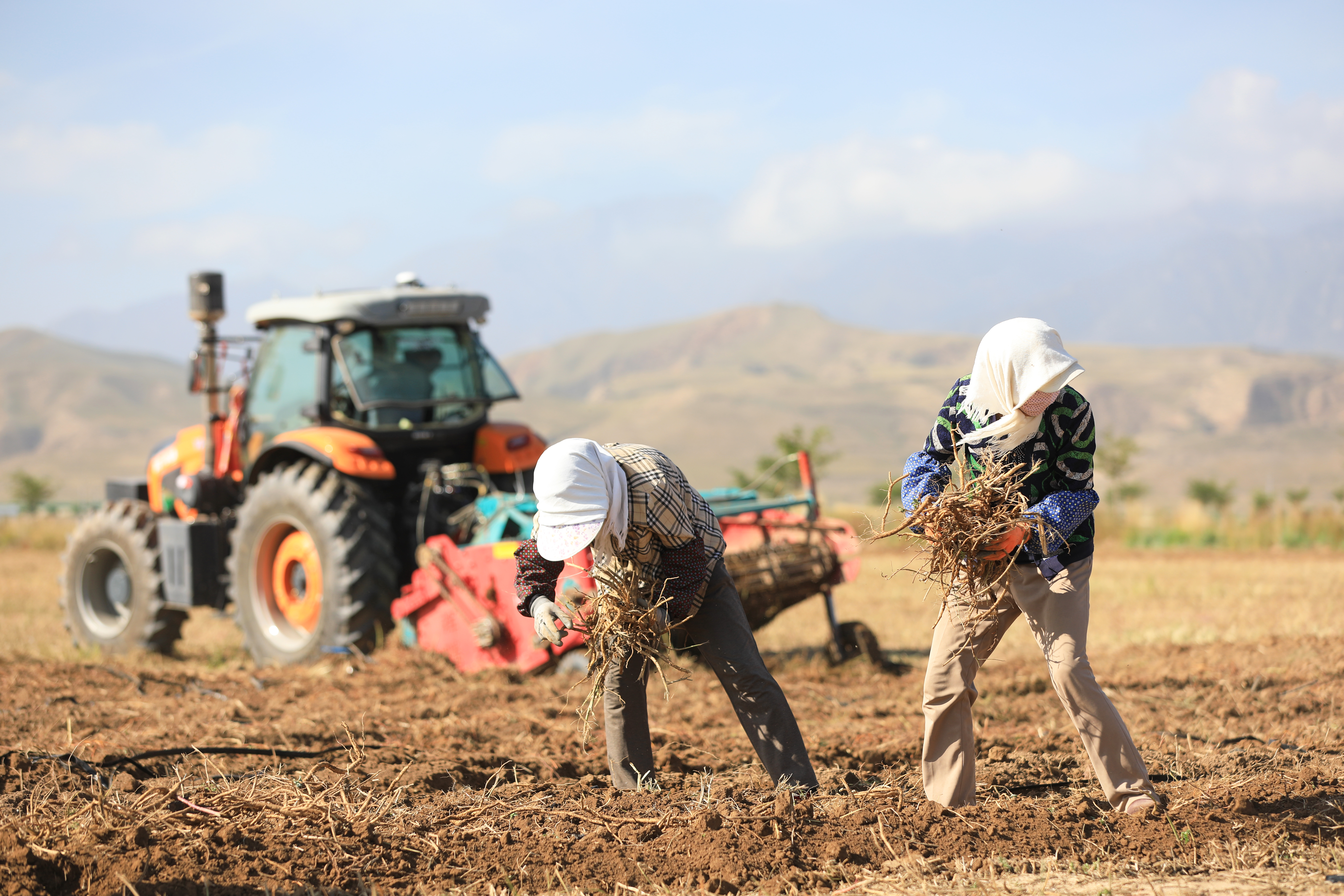【原创】甘肃民乐：祁连山下收药忙_fororder_E67A5125.JPG