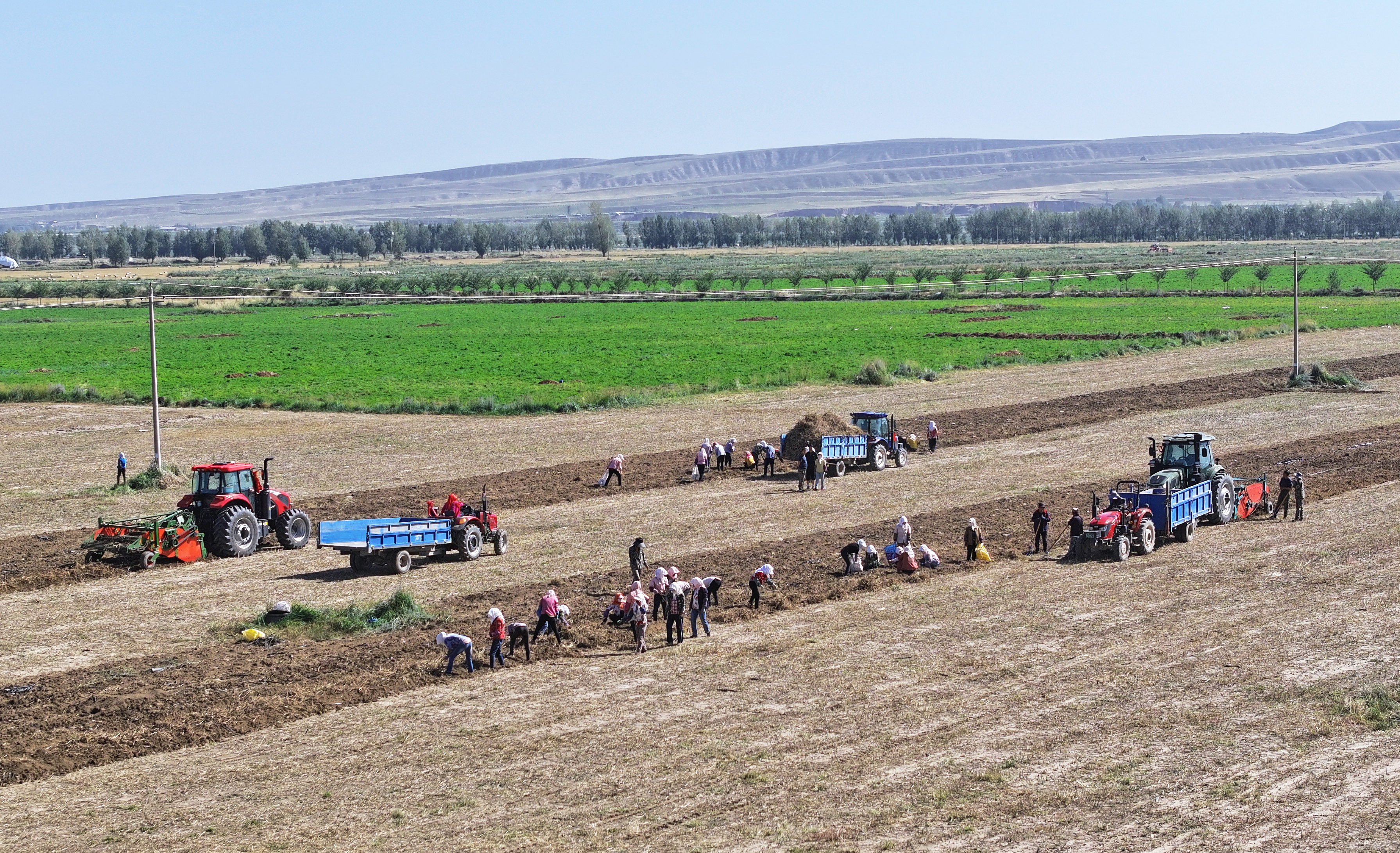 【原创】甘肃民乐：祁连山下收药忙_fororder_DJI_20240827103112_0338_D.JPG