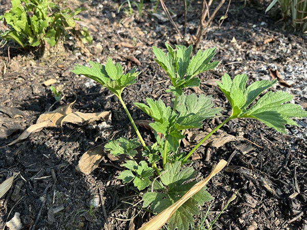 40℃高温 公园城市绿地景观探索节水型自然生境的科学绿化新路径_fororder_图片-3