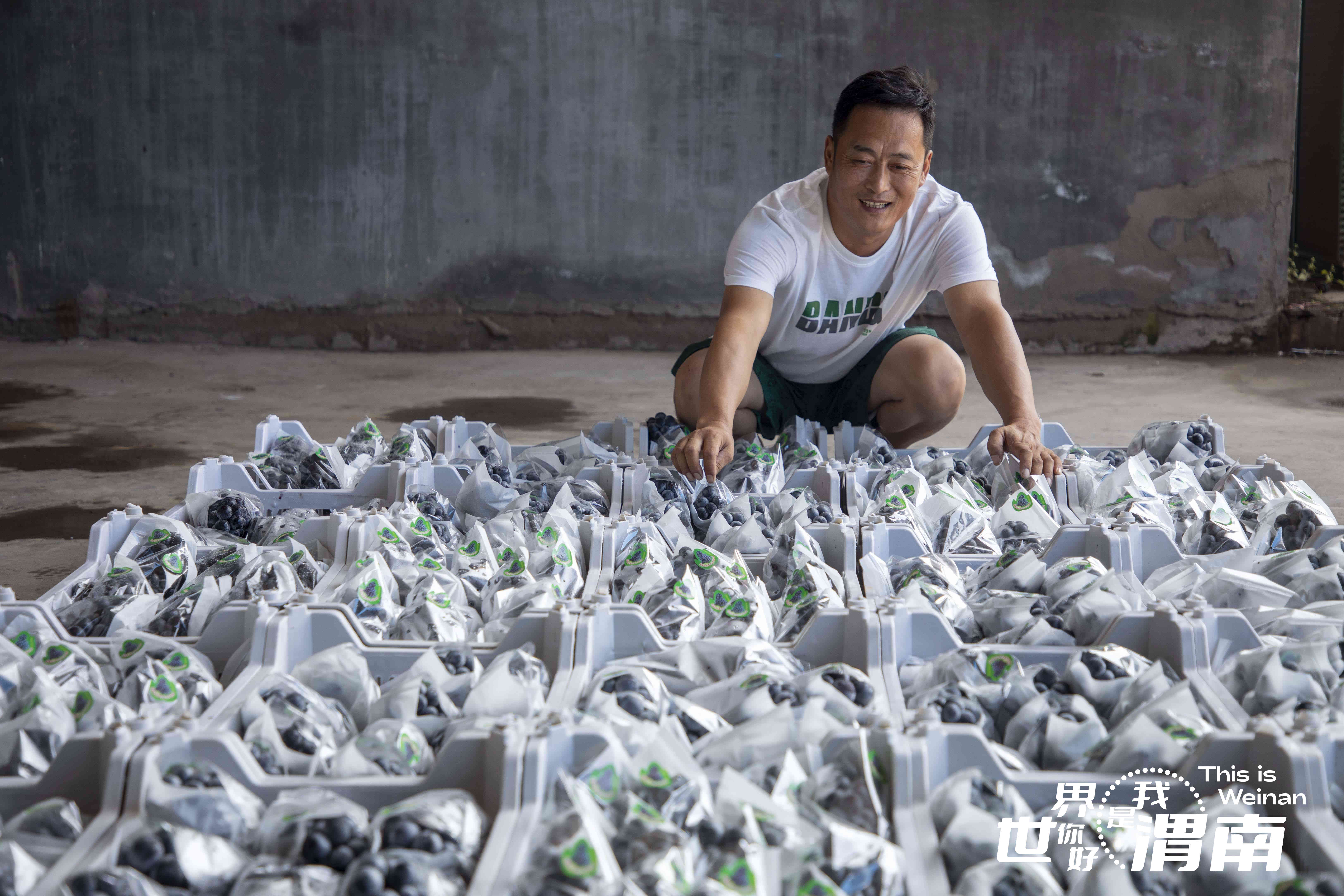 【镜观陕西·31期】陕西渭南：硕果飘香 喜迎丰收_fororder_图片9