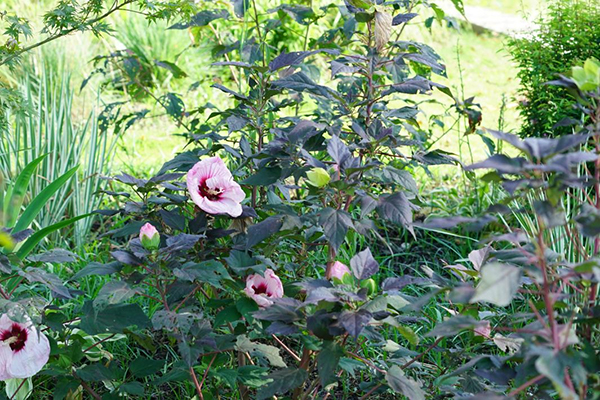 40℃高温 公园城市绿地景观探索节水型自然生境的科学绿化新路径_fororder_图片-2