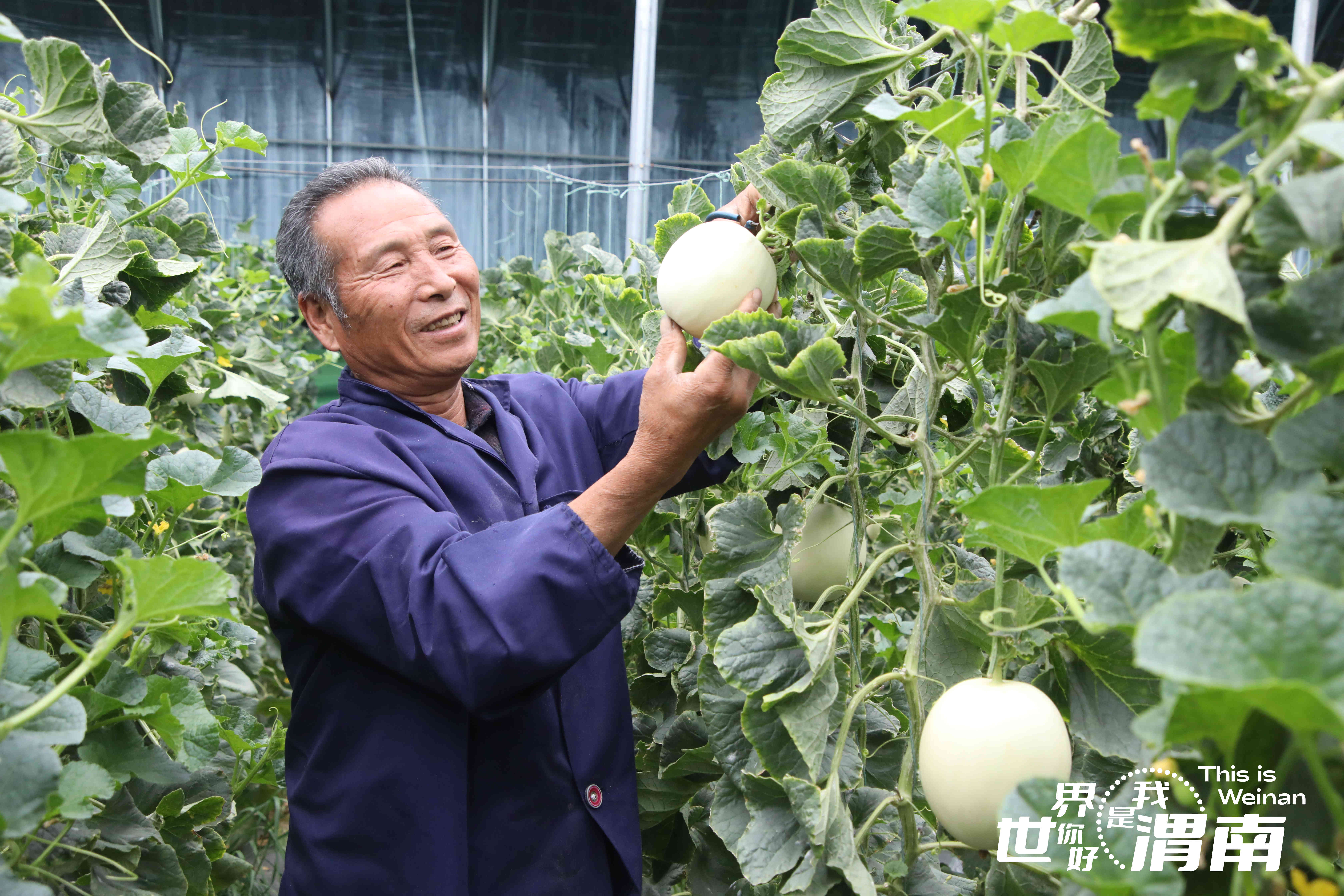 【镜观陕西·31期】陕西渭南：硕果飘香 喜迎丰收_fororder_图片4