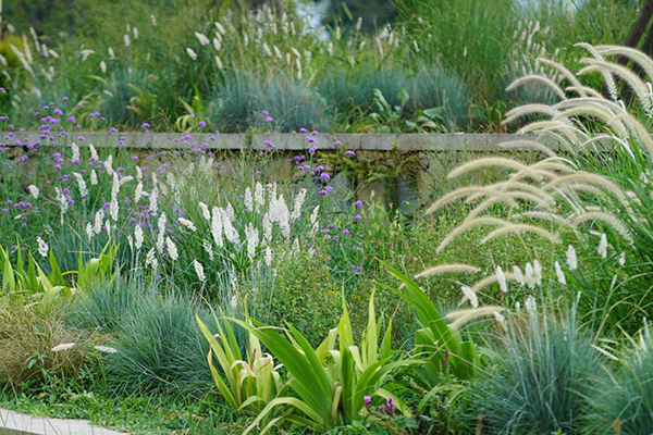 40℃高温 公园城市绿地景观探索节水型自然生境的科学绿化新路径_fororder_图片-1
