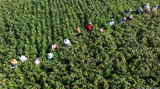  Zouping, Shandong Province: a picture of a bumper harvest of millet in mountainous areas