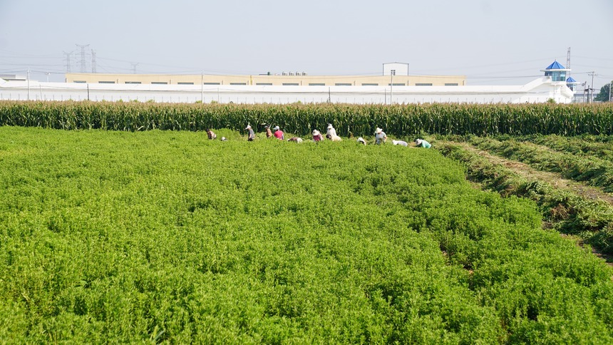 河北邢臺經濟開發區：甜葉菊喜獲豐收