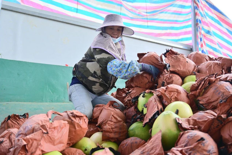 廣西大新：蜜柚豐收 助農增收_fororder_圖片10