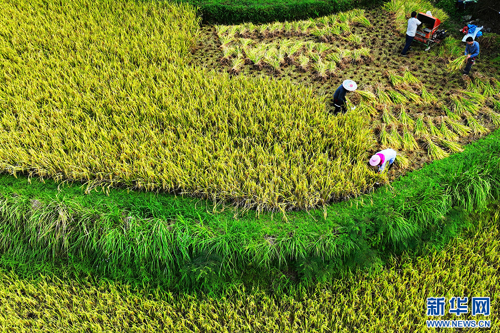 重慶:風吹稻浪谷飄香 目之所及皆是景