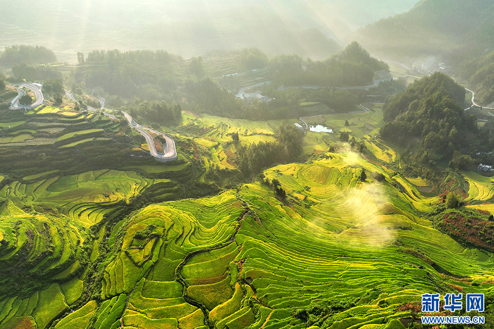 重慶:風吹稻浪谷飄香 目之所及皆是景