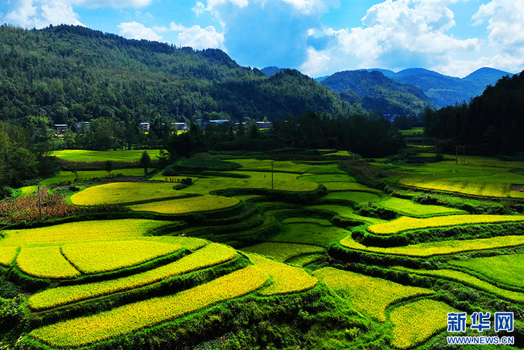 重庆：风吹稻浪谷飘香 目之所及皆是景