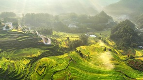  Chongqing: The wind blows the rice wave valley, and the fragrance is everywhere