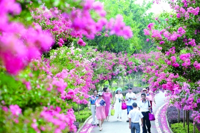 “2018武汉最受国内外游客喜爱的十大赏花名地”评选活动落幕 十大赏花名地 尽显“武汉新花城”风采