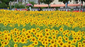 公園裏的治愈係花海