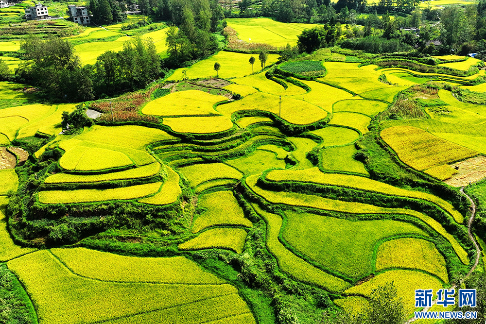 重慶:風吹稻浪谷飄香 目之所及皆是景