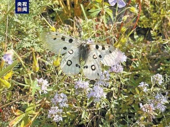 首次夏尔西里全面系统科学考察完成_fororder_image008