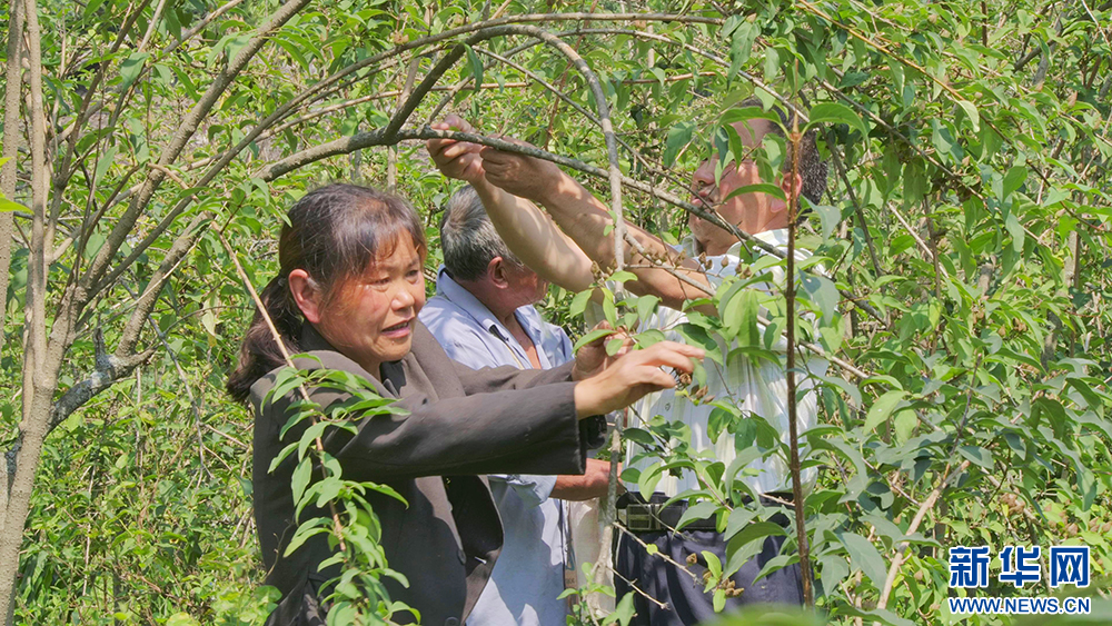 湖北十堰：秦巴山麓“天然藥庫”助力群眾增收致富