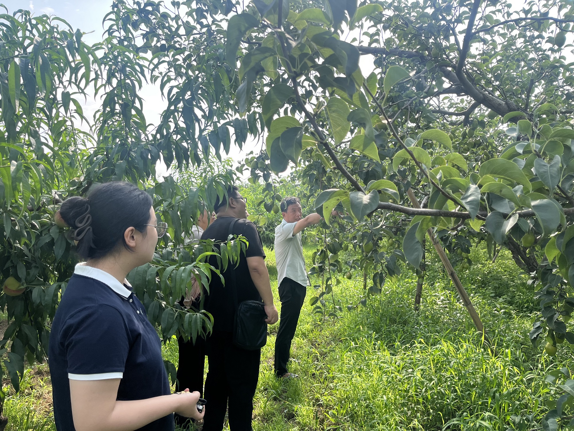 保定博野：科技特派员送技下乡 为果树种植保驾护航_fororder_4