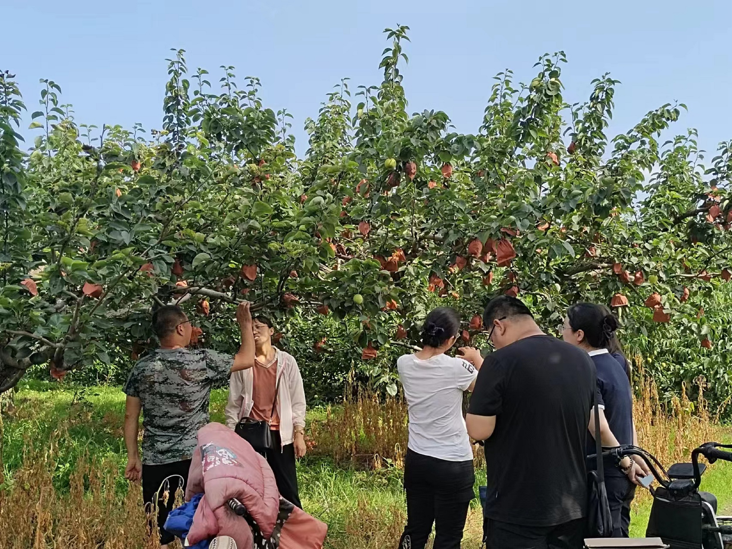 保定博野：科技特派员送技下乡 为果树种植保驾护航_fororder_1