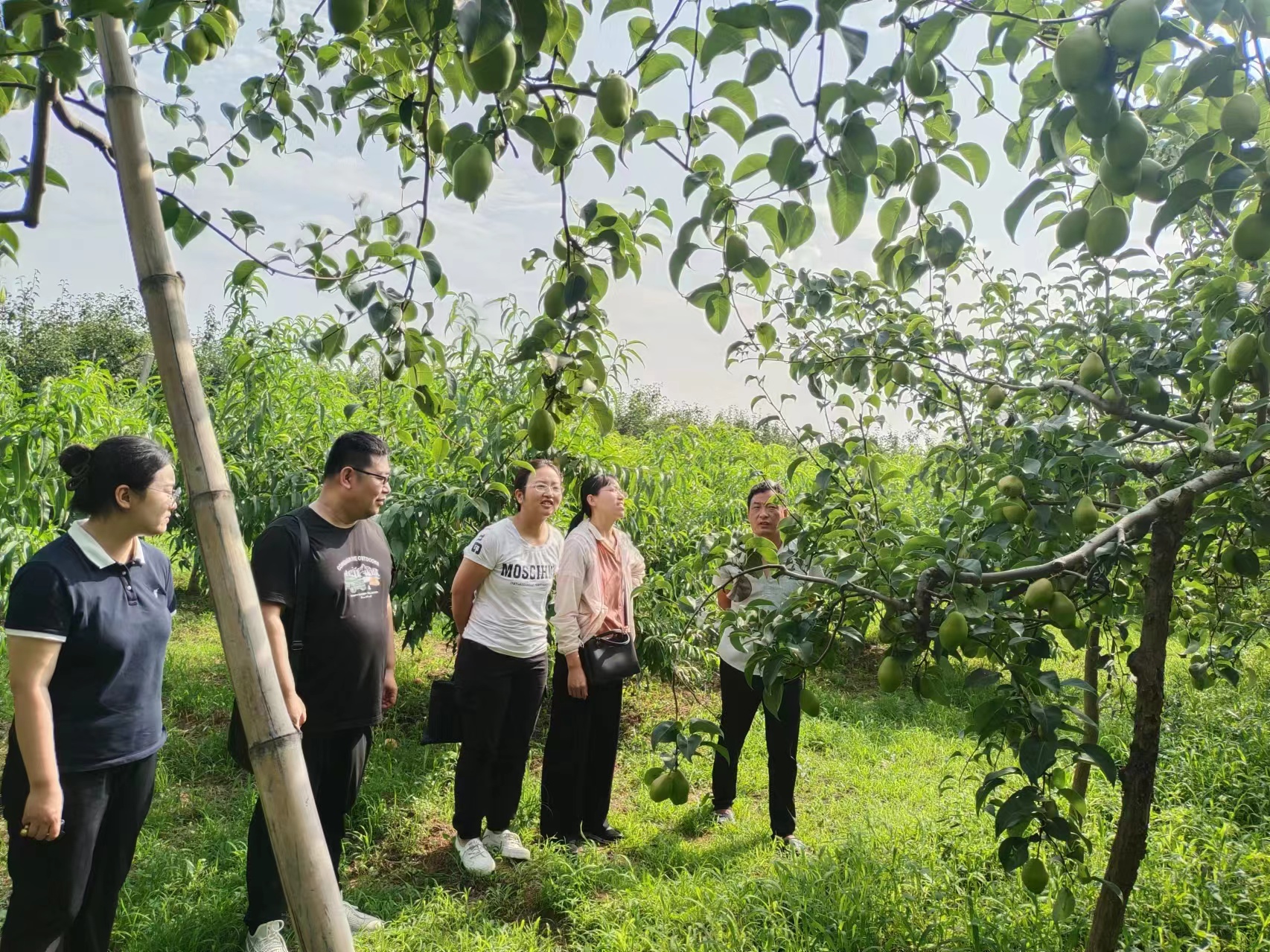 保定博野：科技特派员送技下乡 为果树种植保驾护航_fororder_2