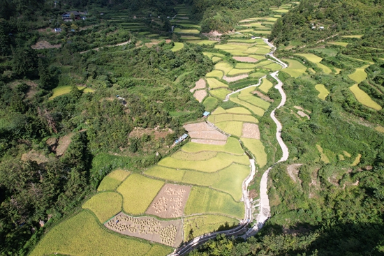 贵州镇远报京乡：金秋时节稻谷香 丰年喜色眉梢上_fororder_DJI_0449_副本