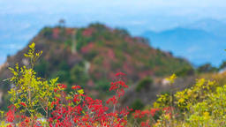 【你好·泰山】在四季變換中領略泰山多彩風光_fororder_米慧霞 泰山秋景 (7)