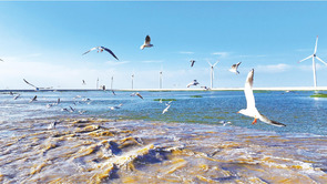  Binzhou, Shandong: Ecological Beauty of Seagulls