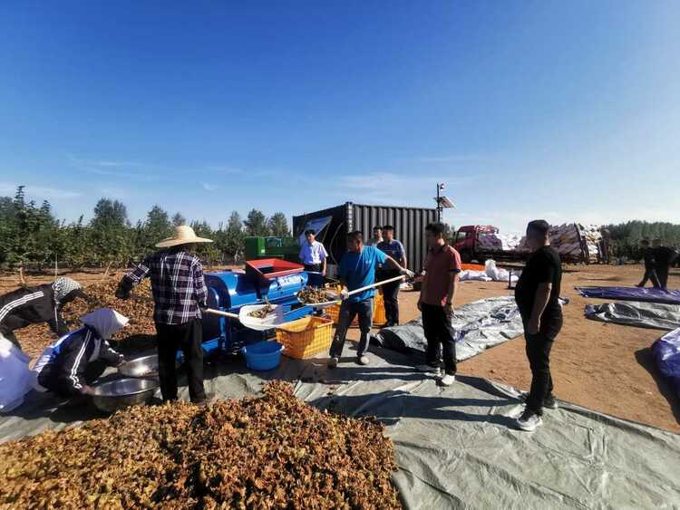 内蒙古扎赉特旗：榛果丰产促增收