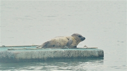 斑海豹現身北海海域 動物