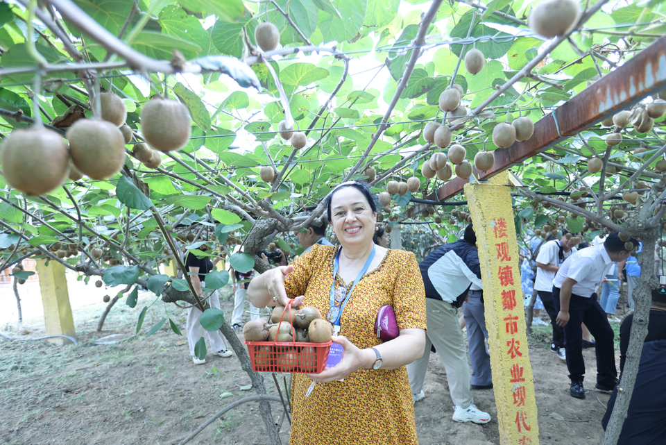 駐華大使夫人在周至“淘寶第一村”的甜“獼”故事_fororder_圖片52