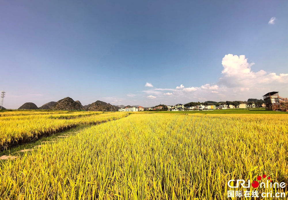 贵州平坝：稻浪翻滚 香飘田野_fororder_昊禹·稻花乡里稻花香 (5)