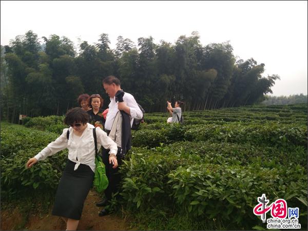 湖南安化:立足特色产业发动 蓄力打造山水茶乡