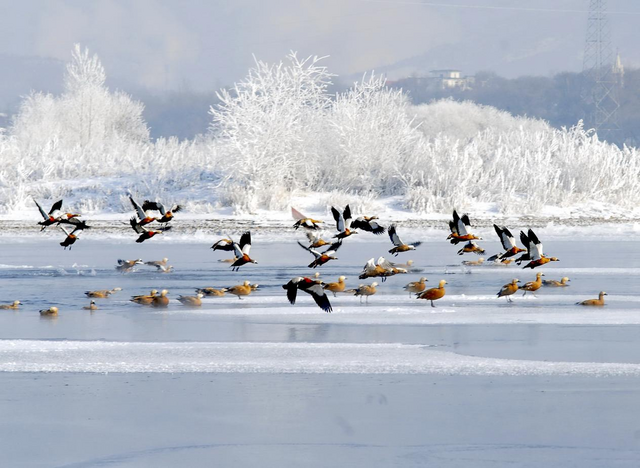 吉林市邀您共赴秋冬之約，暢享冰雪與浪漫之旅_fororder_11