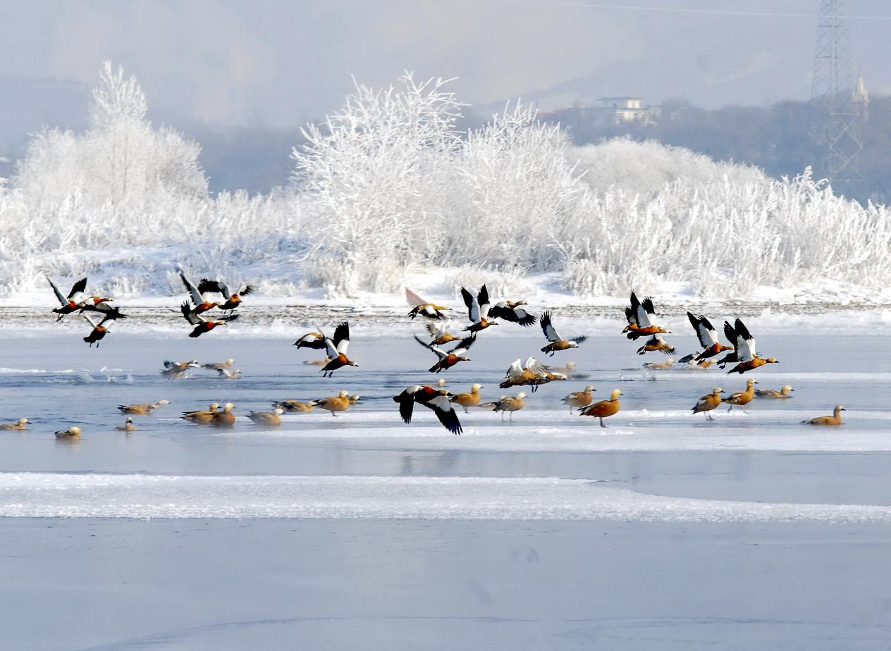 吉林市邀您共赴秋冬之约，畅享冰雪与浪漫之旅_fororder_11