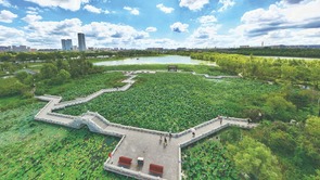  Changchun North Lake: The breeze blows the lotus field, and the willow moves to pluck the heartstrings