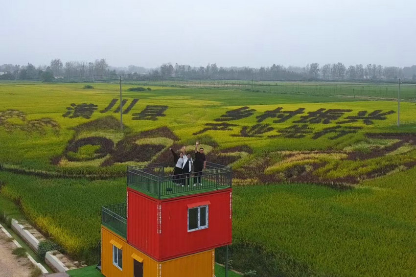 信陽潢川:美麗“稻田畫”驚艷亮相_fororder_微信圖片_20240912110511