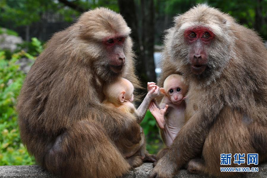 福建武夷山：獼猴與人和諧相處