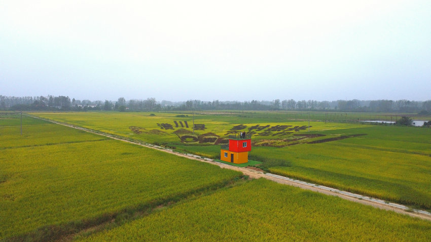 信陽潢川:美麗“稻田畫”驚艷亮相_fororder_微信圖片_20240912110502