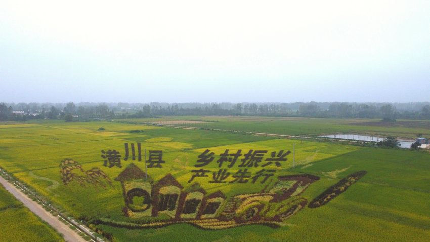 信陽潢川:美麗“稻田畫”驚艷亮相_fororder_微信圖片_20240912110449