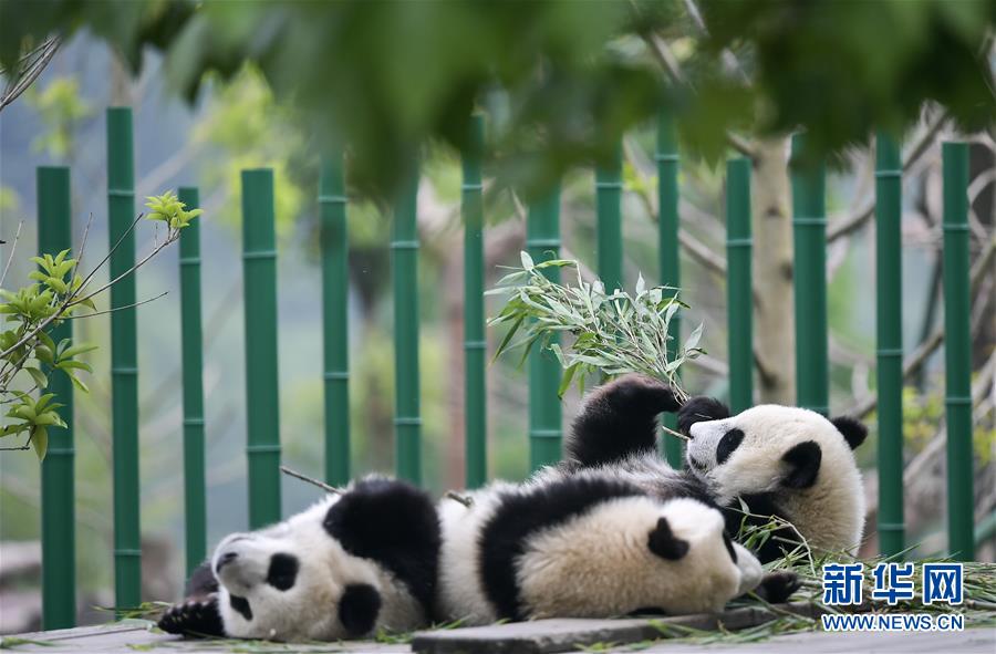 2019大熊貓最新數據發佈：全球圈養大熊貓數量達600隻