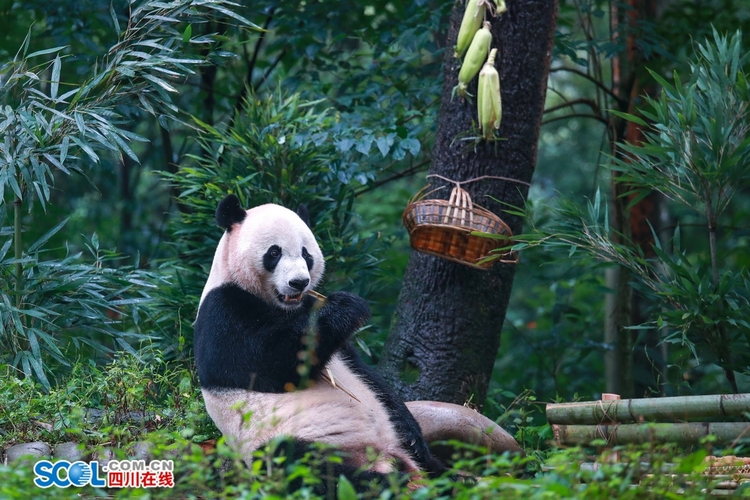 （转载）提前吃“月饼”了！雅安这场大熊猫集体生日会趣味十足