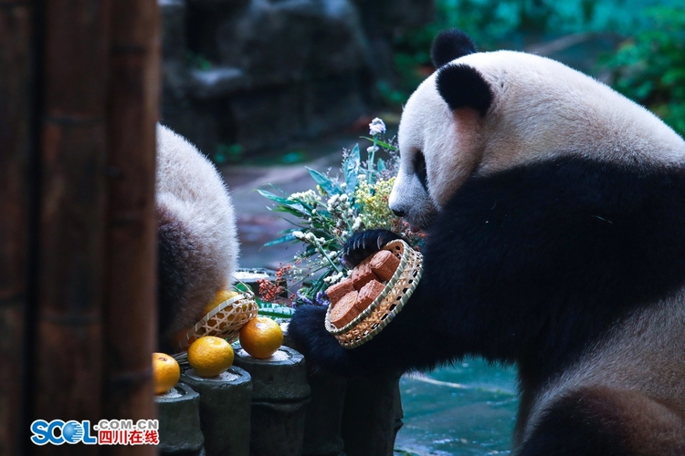 （轉載）提前吃“月餅”了！雅安這場大熊貓集體生日會趣味十足