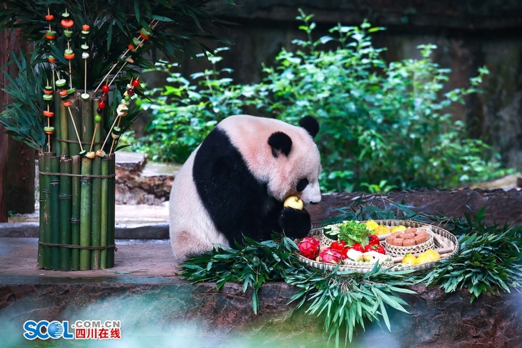 （轉載）提前吃“月餅”了！雅安這場大熊貓集體生日會趣味十足