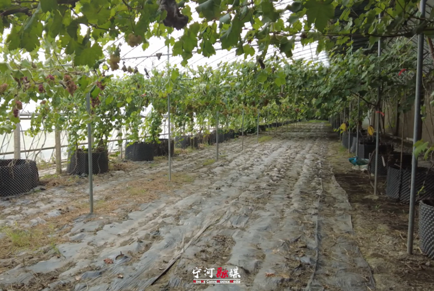 天津市宁河去又添葡萄新品种 罕见 “荔枝味”预计明年上市_fororder_2