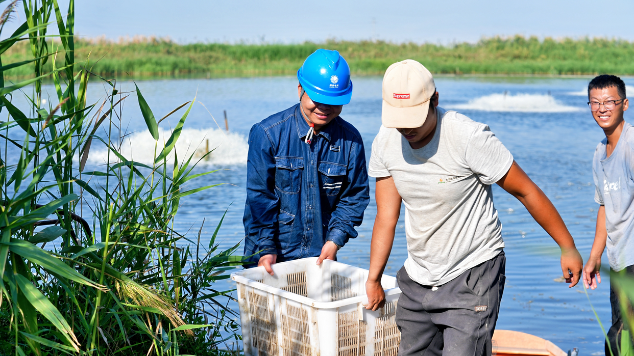 Sufficient Electricity Brings Prosperity to the People: Cultivating 'Freshness' in Saline-Alkali Land_fororder_图片5