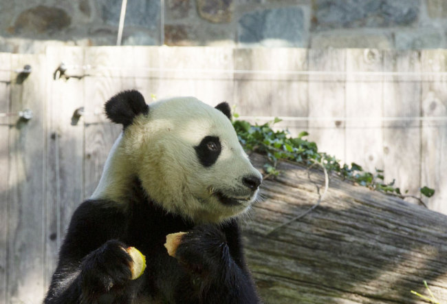 U.S. national zoo begins weeklong goodbye to giant panda Bei Bei