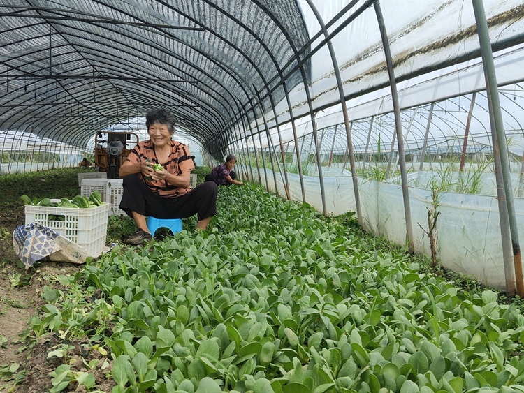 蚌埠市五河縣雙忠廟鎮大棚青菜産銷兩旺_fororder_圖片2