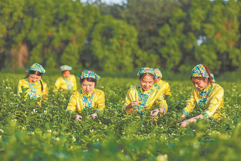 福州倉山：大力扶持茉莉花茶産業發展 弘揚“花”“茶”傳統文化_fororder_ce384a63-44fb-4756-8bfe-181a8ba1621f