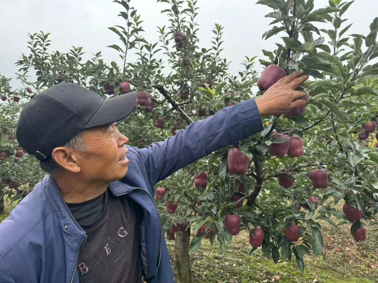 【原创】硕果盈枝！秦州区31万亩苹果喜获丰收_fororder_微信图片_20240919152447